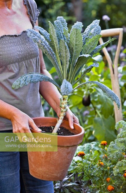 Woman carrying pot grown kale 'Nero di Toscana' ready for planting in bed for winter harvest.