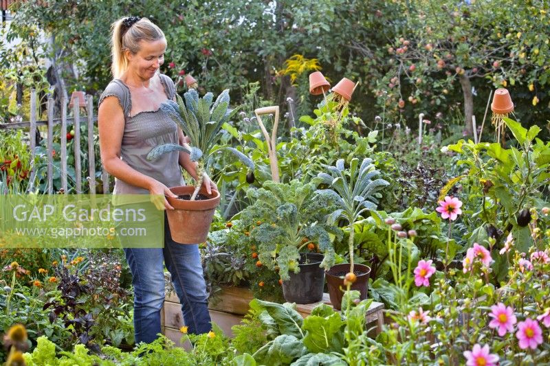 Woman planting kale ' Nero di Toscana' in gap for winter harvest.