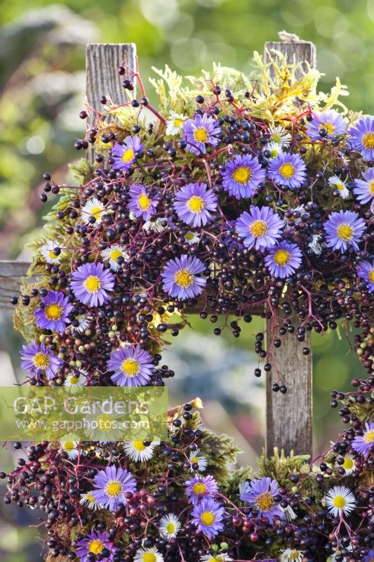 Wreath masde of elderberry and aster.