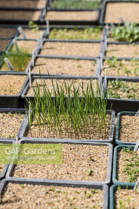 Seedlings of Elymus canadensis 'Icy Blue'  in the Cold Frame