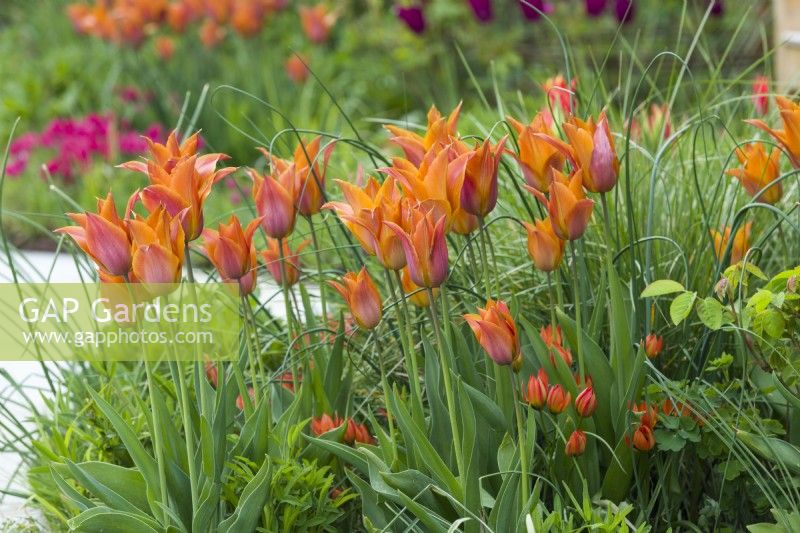 Tulipa 'Request' - lily flowered tulips and Tulipa orphanidea Whittallii Group. April