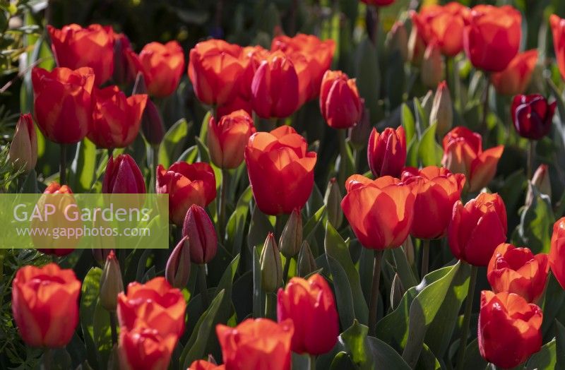 Tulipa 'Annie Schilder'