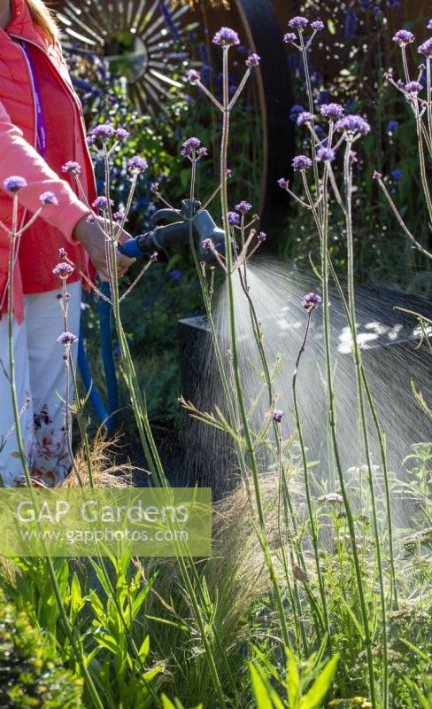 Watering in The Sunburst Garden, RHS Hampton Court Palace Garden Festival 2022