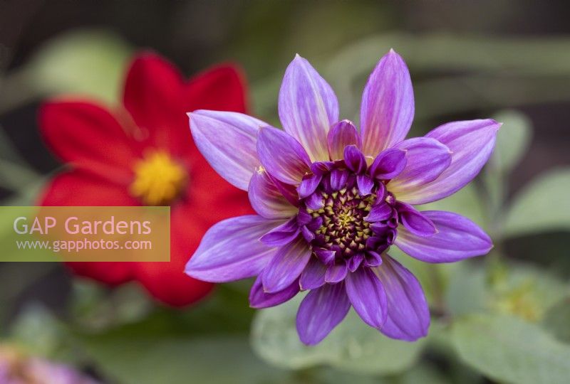 A dahlia, Mambo, flower. Close up. Regency House, Devon NGS garden. Autumn