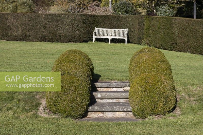 A flight of steps between two levels of lawn is edged with four topiary box domes on either side. A wooden bench sits in the background beside a clipped box hedge. Regency House, Devon NGS garden. Autumn