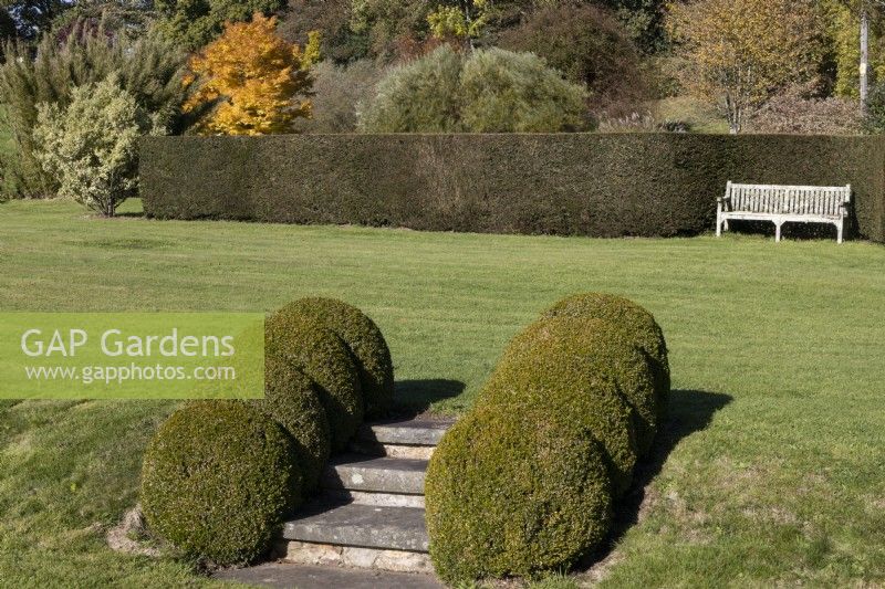 A flight of steps between two levels of lawn is edged with four topiary box domes on either side. A wooden bench sits in the background beside a clipped box hedge. Regency House, Devon NGS garden. Autumn