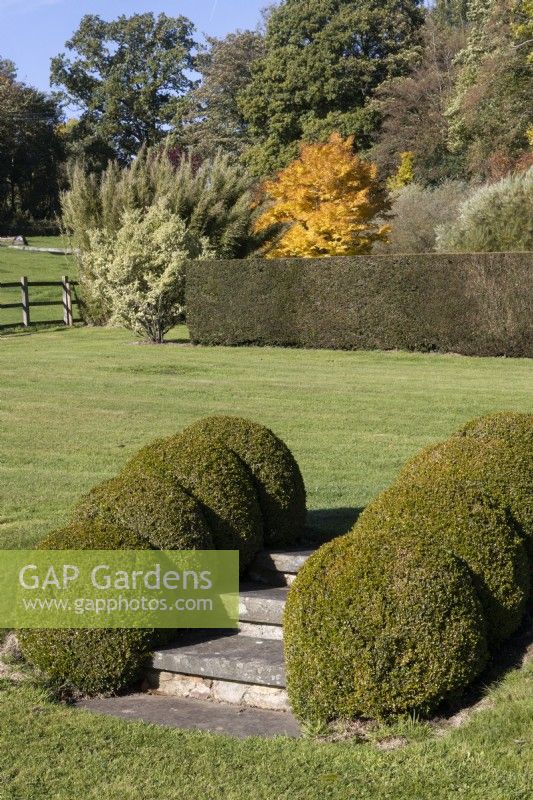 A flight of steps between two levels of lawn is edged with four topiary box domes on either side. A clipped box hedge with various trees and shrubs in autumn colour in the background. Regency House, Devon NGS garden. Autumn