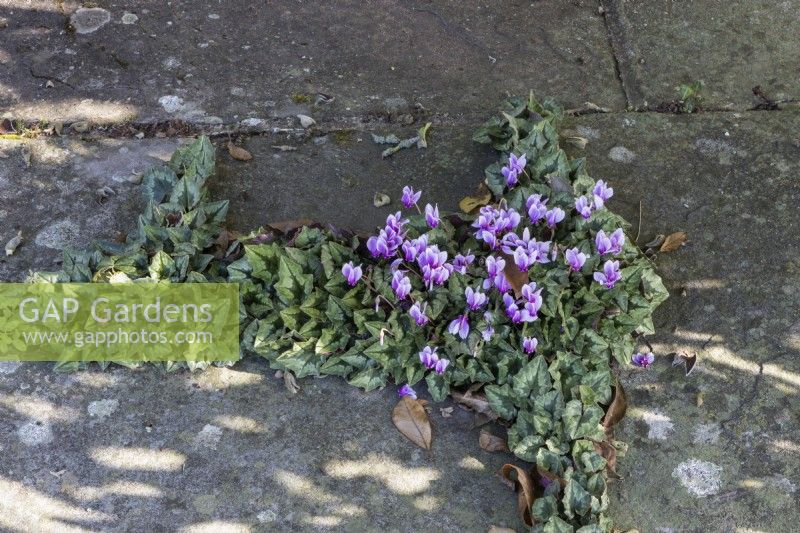 Flowering cyclamen grow between cracks in paving slabs. Regency House, Devon NGS garden. Autumn