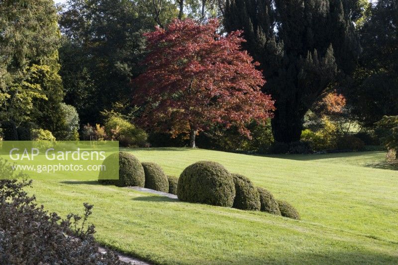 Varying levels in a large lawn are joined by steps lined with topiary box domes. A tree, acer palmatum, with red foliage is in the background. Regency House, Devon NGS garden. Autumn