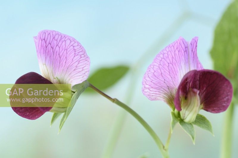 Pisum sativum  'Shiraz'  Mangetout pea flowers  June
