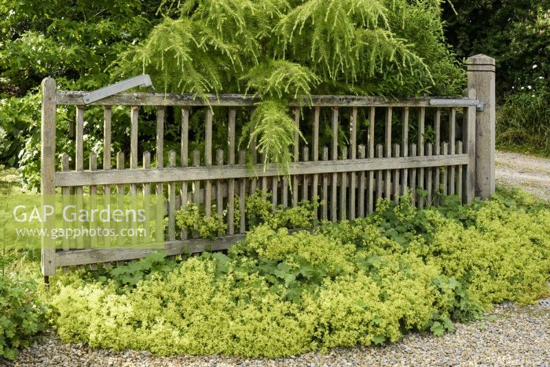 Wooden gate in a country garden smothered with Alchemilla mollis in July