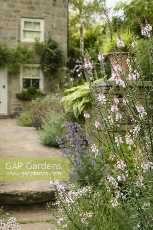Linaria purpurea 'Canon Went' frames a path leading to the back door at Cow Close Cottage, North Yorkshire in July