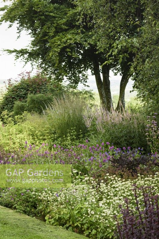Summer border planted with Astrantia 'Buckland', Betonica officinalis 'Hummelo' and tall veronicastrums at Cow Close Cottage, North Yorkshire in July