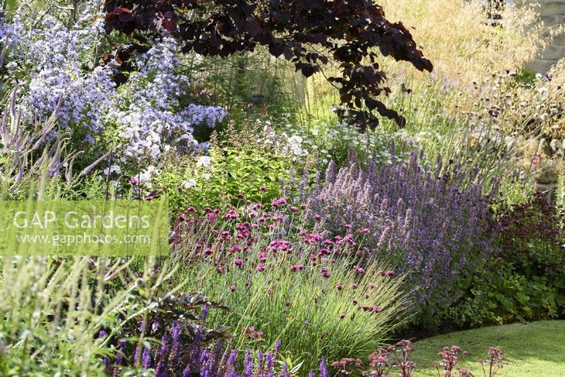 Border where pink Dianthus carthusianorum is surrounded by other herbaceous perennials including salvias, campanulas and hylotelephiums, and ornamental grasses such as Stipa gigantea, at Cow Close Cottage, North Yorkshire in July