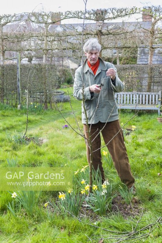 Young apple tree being pruned in early spring. March. After removing lowest side branches the remainder are shortened.