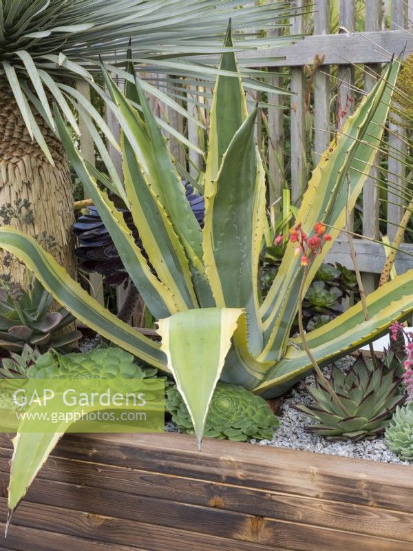 Agave and other succulents planted in wooden trough
