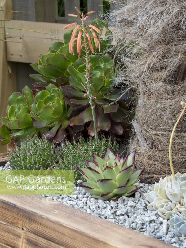 Aloe, Aeonium and Echeveria planted in a woodern container