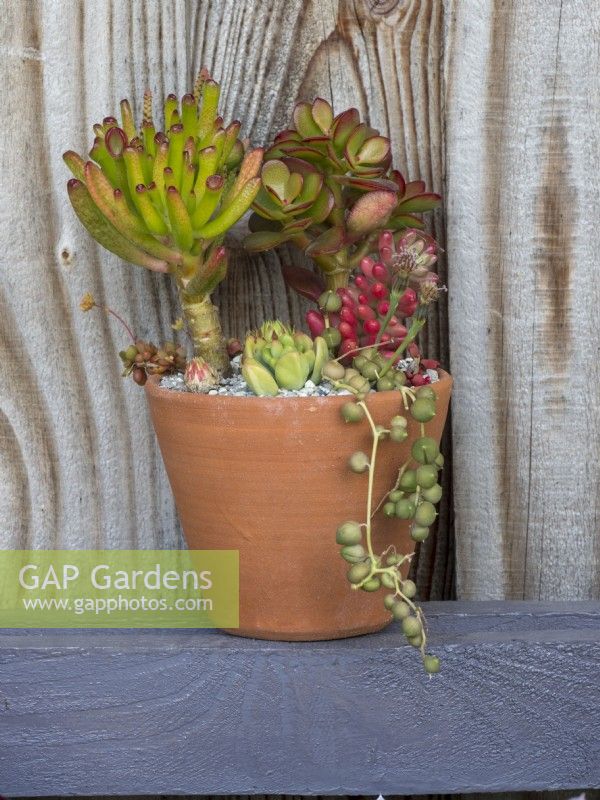 Terracotta pot planted with assorted succulents