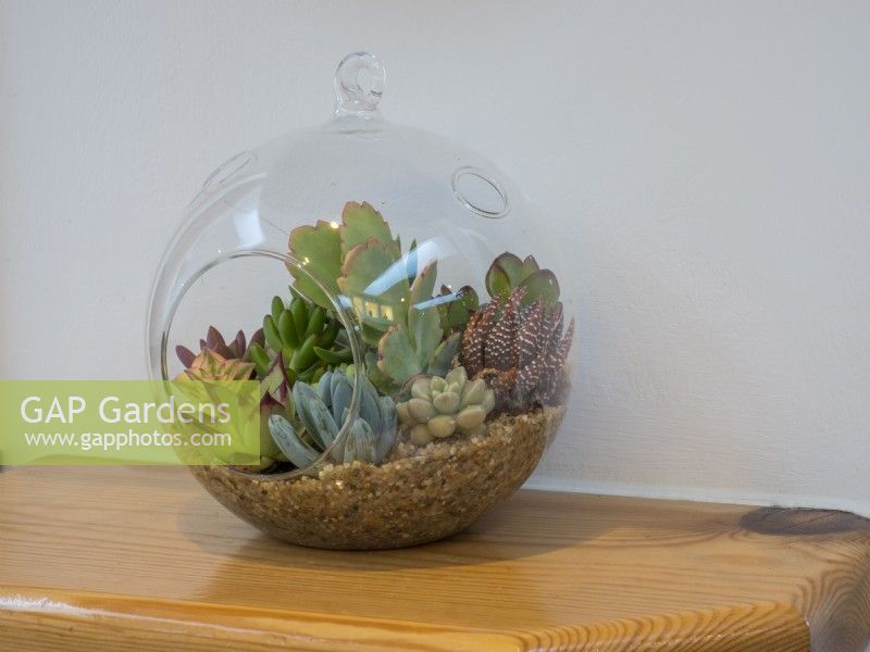 Glass bowl planted with Succulents