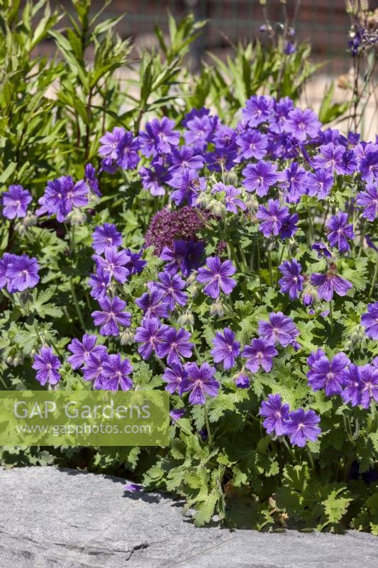Geranium x magnificum Rosemoor, summer June