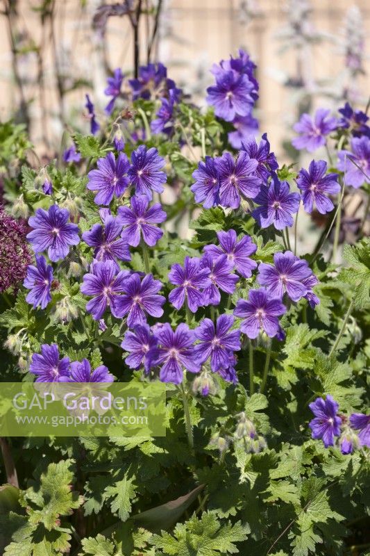 Geranium x magnificum Rosemoor, summer June