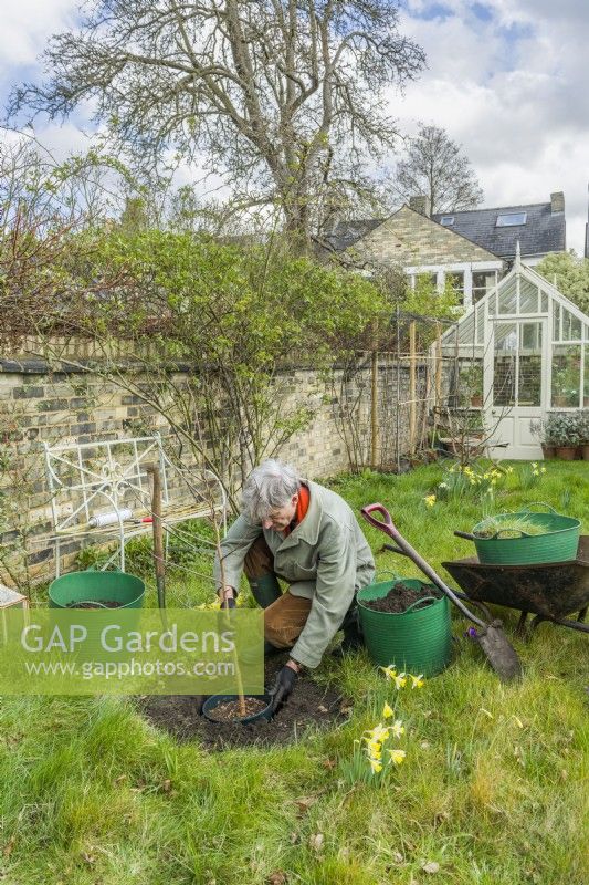 Morus nigra 'King James' - black mulberry 'Chelsea'. Planting a container grown mulberry tree in a garden. March.  Step 3. Dig a hole large enough to comfortably accommodate the root ball and test the size of the hole for size before removing the container.