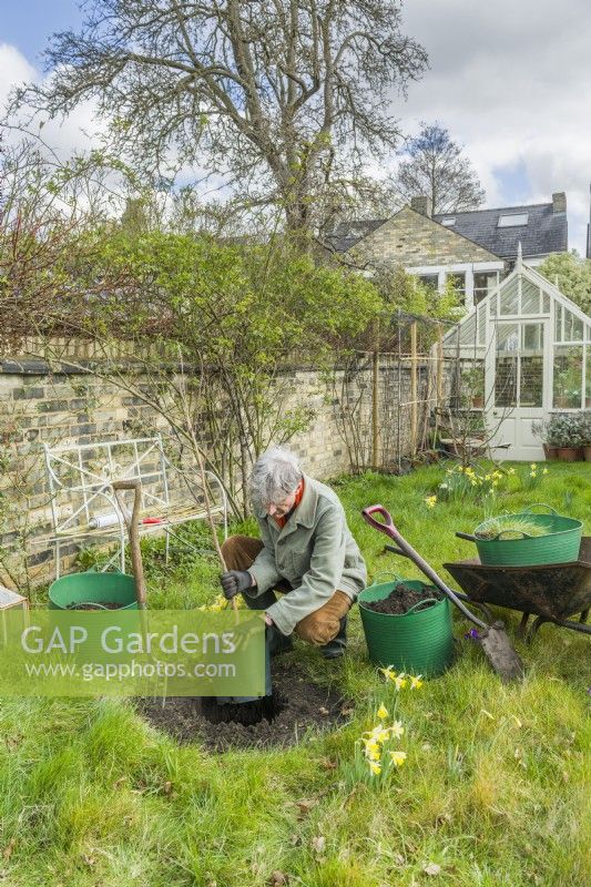 Morus nigra 'King James' - black mulberry 'Chelsea'. Planting a container grown mulberry tree in a garden. March. Step 4. Remove the container with a sharp tap to the rim of the pot.