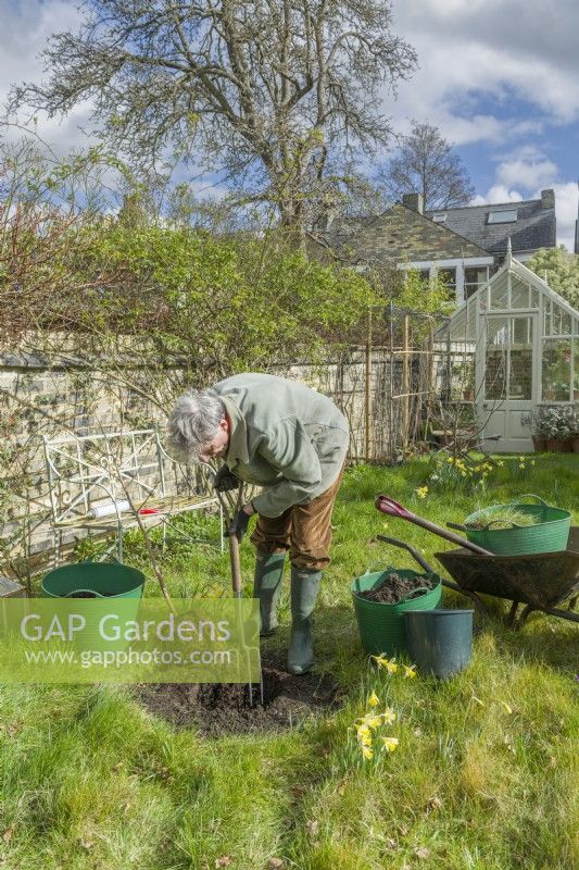 Morus nigra 'King James' - black mulberry 'Chelsea'. Planting a container grown mulberry tree in a garden. March. Step 6. Use a fork to incorporate garden compost with the soil at the base of the planting hole.