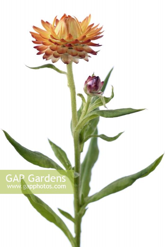 Xerochrysum bracteatum  'Tom Thumb Mix'  Dwarf everlasting flower  Strawflower  Syn. Helichrysum bracteatum  Bracteantha bracteata  One colour from mix  July