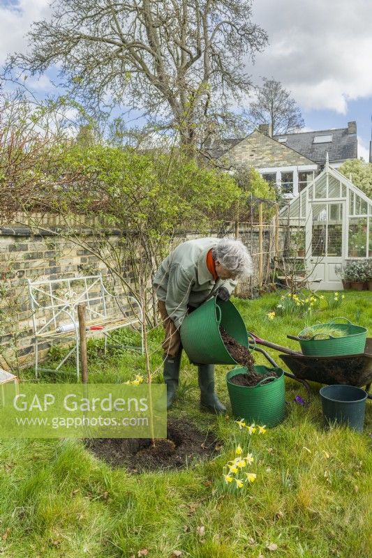 Morus nigra 'King James' - black mulberry 'Chelsea'. Planting a container grown mulberry tree in a garden. March. Step 9. Add garden compost to the soil that will be used to put back around the root ball.