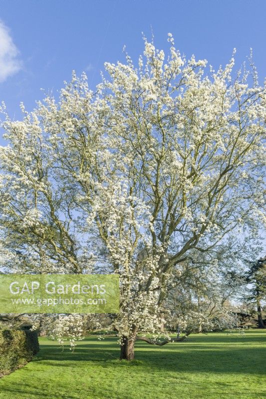 Pyrus bretschneideri, Chinese white pear. Mature tree in bloom. March. The Royal Botanic Gardens, Kew