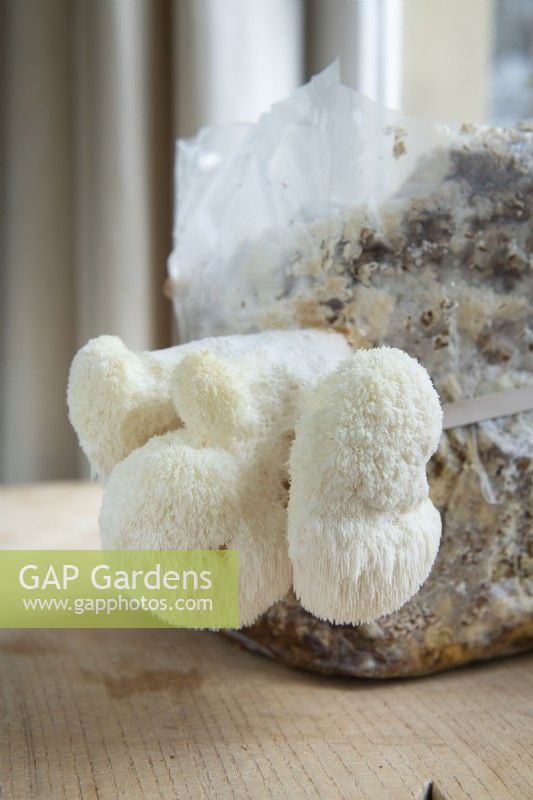 Hericium erinaceus  - lion's mane mushroom. Fruiting bodies emerging from mushroom kit containing mycelium growing on hardwood sawdust in polythene bag. February.