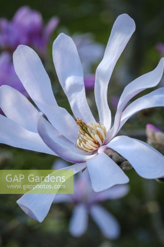 Magnolia x loebneri 'Leonard Messel'