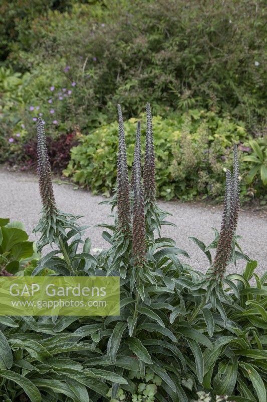 Digitalis parviflora at Winterbourne Botanic Garden - June