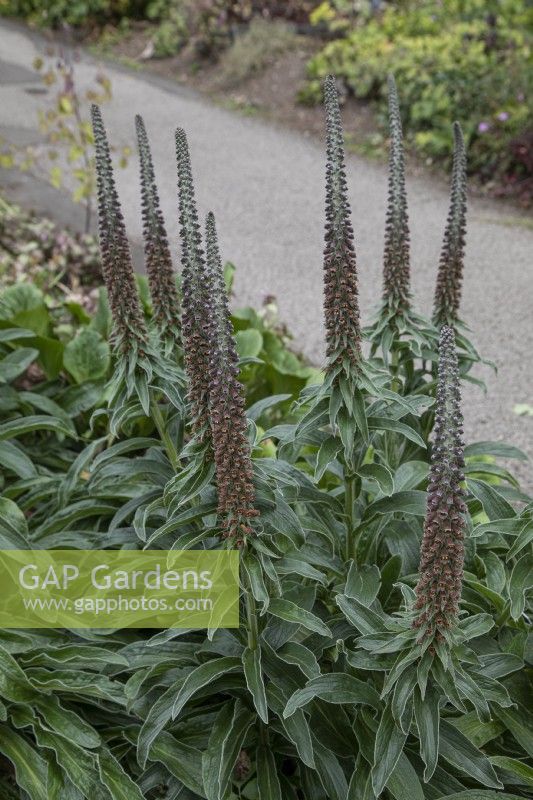Digitalis parviflora at Winterbourne Botanic Garden - June