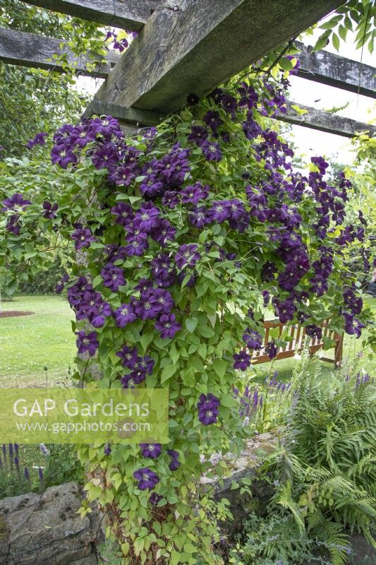 Clematis viticella 'Etoile Violette' climbing up a brick pergola at Winterbourne Botanic Garden - June