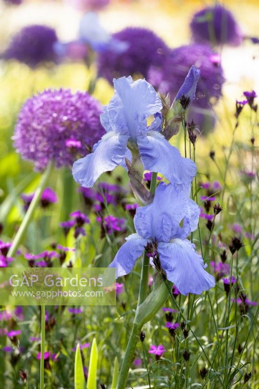 Iris x germanica, spring May