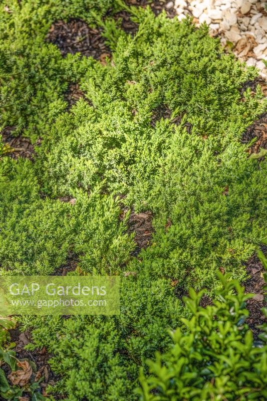 Juniperus procumbens Nana, spring May