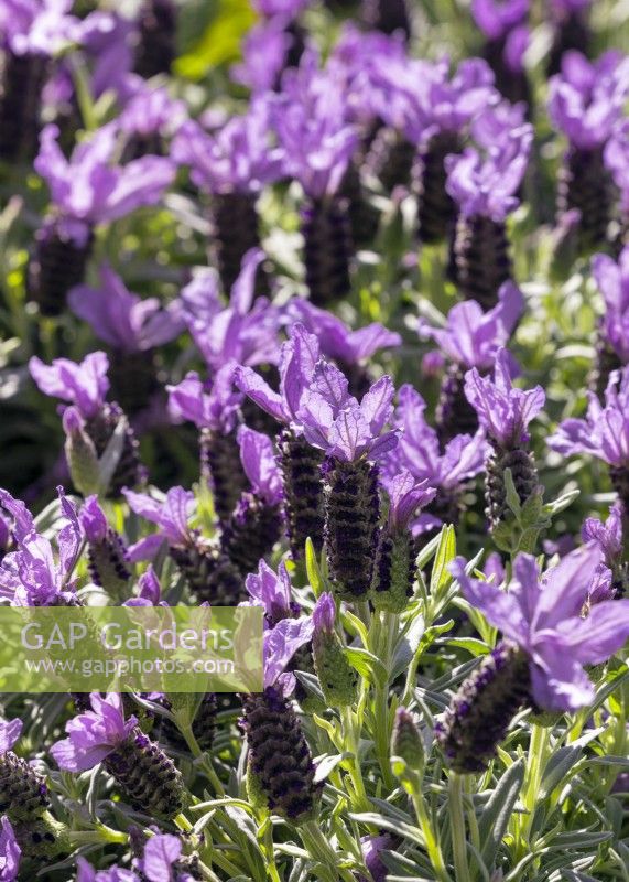 Lavandula stoechas, summer August