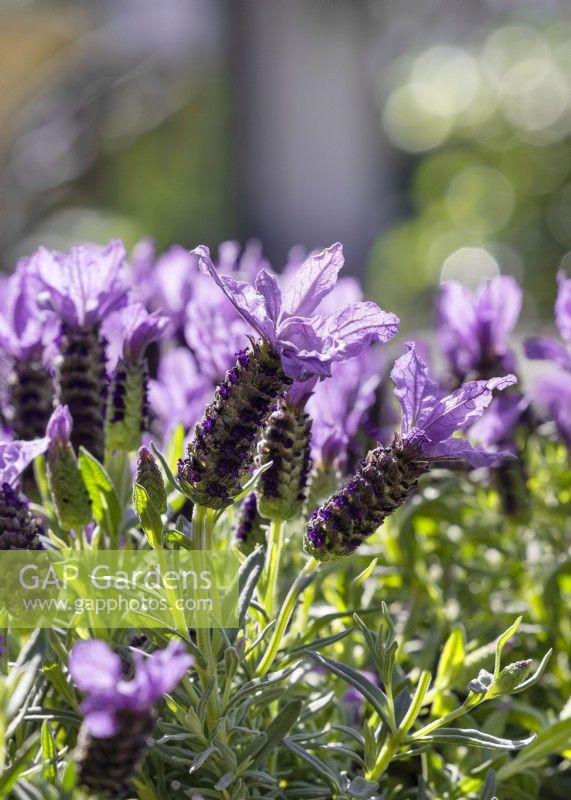 Lavandula stoechas, summer August