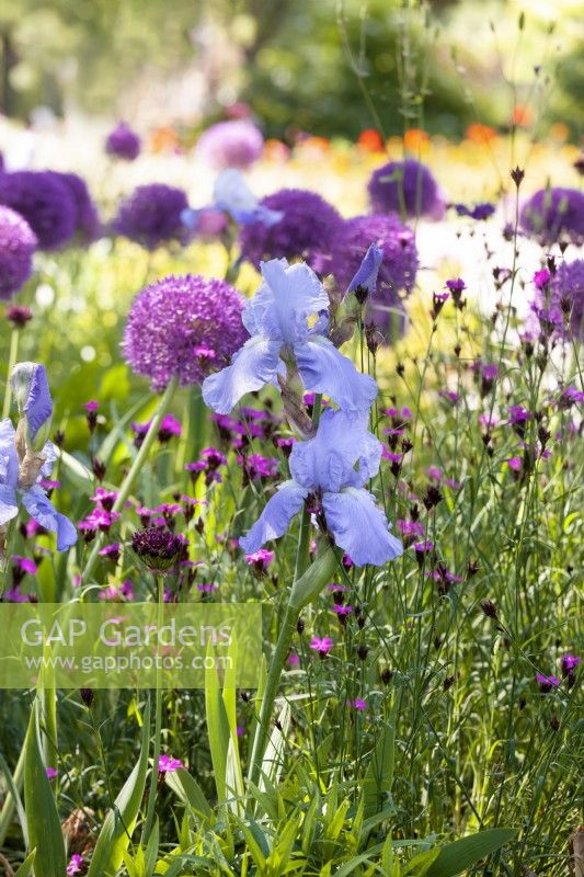 Iris x germanica, spring May