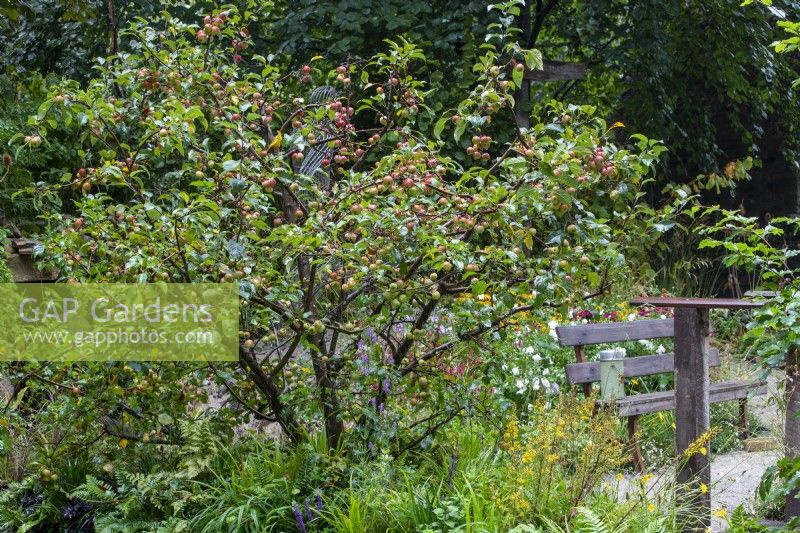 Crab apple, Malus sylvestris laden with fruit - Guide Dogs 90th Anniversary Garden, RHS Chelsea Flower Show 2021