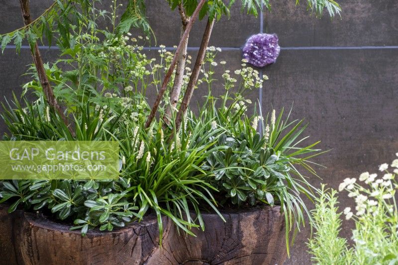 Rhus typhina in a wooden container underplanted with Pittosporum tobira, Astrantia and  Liriope muscaria 'Alba' - The Stolen Soul Garden, RHS Chelsea Flower Show 2021