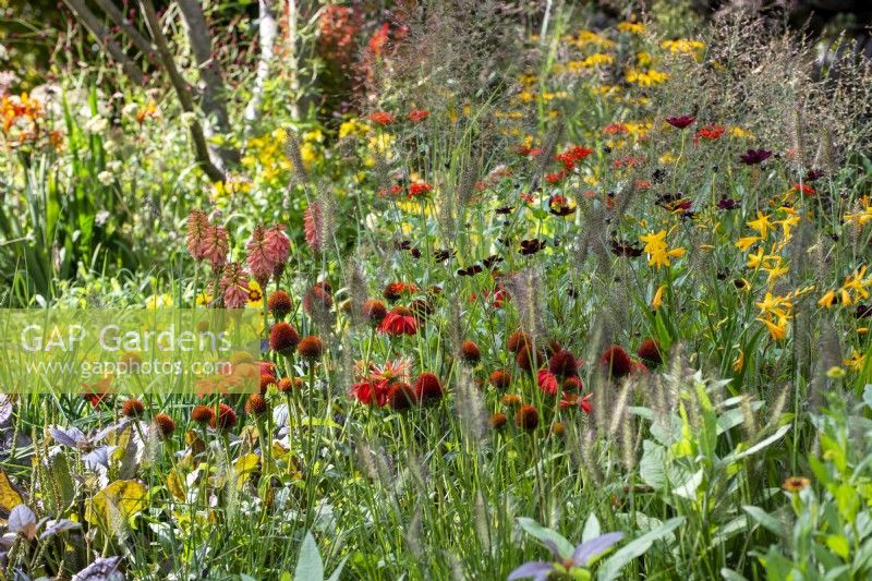 Mixed perennial planting of Echinacea 'Salsa Red', Crocosmia 'George Davison', Kniphofia and grasses - The Blue Diamond Forge Garden, RHS Chelsea Flower Show 2021