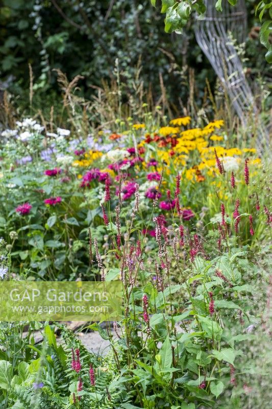 Persicaria amplexicaulis - Guide Dogs 90th Anniversary Garden, RHS Chelsea Flower Show 2021