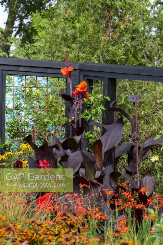 Canna lilies in The Universal Window Box - RHS COP26 Garden, RHS Chelsea Flower Show 2021