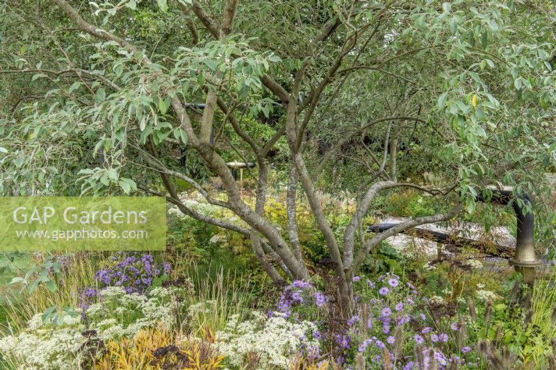 Nyssa sylvatica overhangs a late flowering border with Symphyotrichum oblongifolium 'October Skies' and orange foliage of Amsonia illustris - The M and G Garden,  RHS Chelsea Flower Show 2021