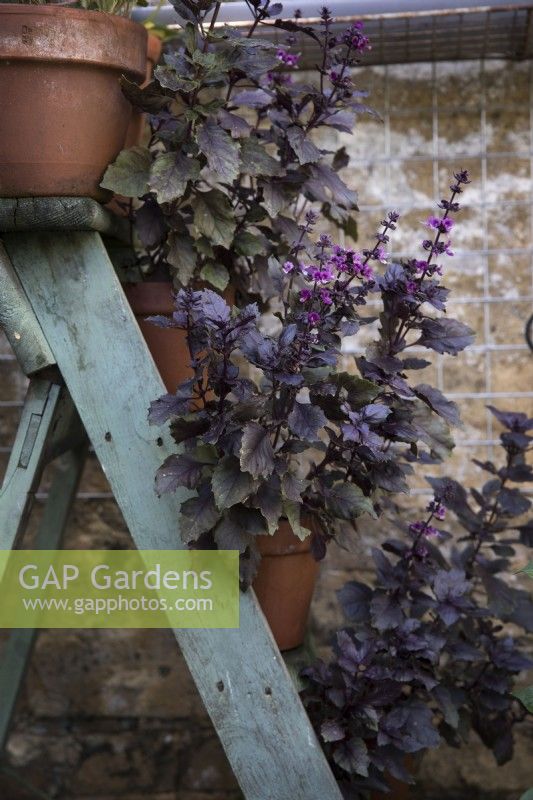 Flowering purple basil growing in terracotta pots displayed on a rustic wooden ladder