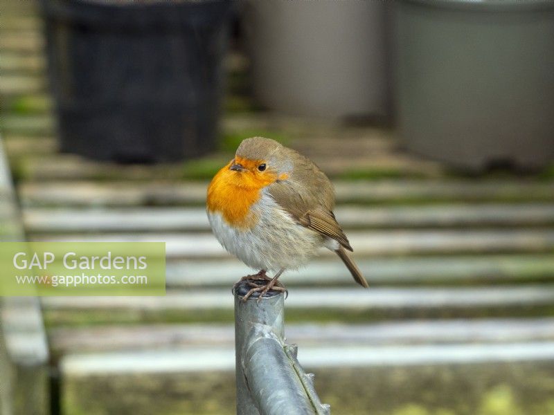 Robin Erithacus Rubecula foraging around a garden potting shed in Winter January