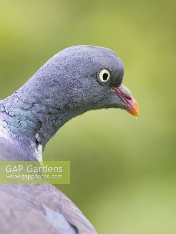 Columba palumbus - Wood Pigeon